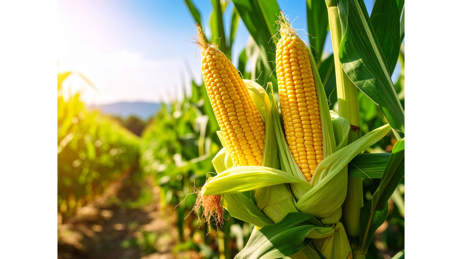 What is bioplastic?